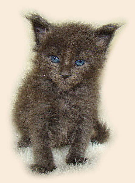 ���� ��� ������� ��������� Catsvill County!  ���� ����! ������ ������ ���� ���! ���� ��� ������ ������ � ����� ����!!! �������� ���� ����� Catsvill County +7-926-544-74-09  ���� ��� �������� ������. ���� ��� ������, ���� ��� �������, ���� ��� ������,  ���� ��� ����, ���� ��� ��������, ���� ����,  ������ ������ ���� ���,  ������ ����-����, ����� ������� ������ �����, ����� ����� ������!